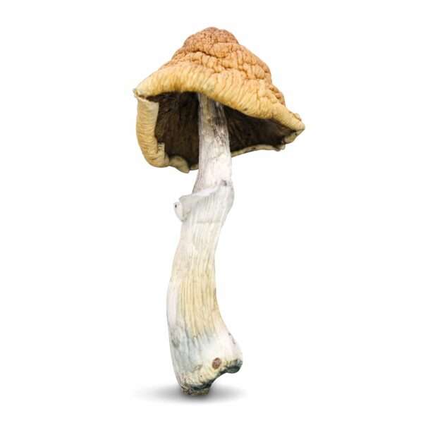 Malabar Magic Mushrooms