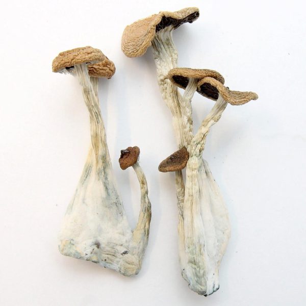 Buy Alacabenzi Magic Mushrooms